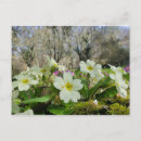 Zoek naar primula posters Natuur