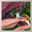Recherche de amphibies posters Pour tous
