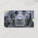 Recherche de labrador noir cartes visite Laboratoire