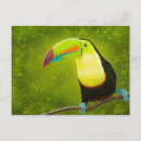 Recherche de toucan cartes postales Costa rica