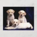 Zoek naar labrador retriever briefkaarten Puppies