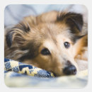 Recherche de chien brun autocollants Animal familier
