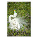 Recherche de grand héron blanc posters Nature