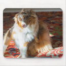 Recherche de berger australien tapis souris Aussie