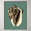 Recherche de coquille de plage posters Océan