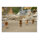 Recherche de ridgeback rhodesian Animaux