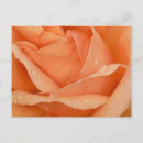 Recherche de abricots cartes postales Rose