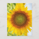 Zoek naar zonnebloem verjaardag briefkaarten Natuur