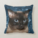 Recherche de chat siamois coussins Animal familier