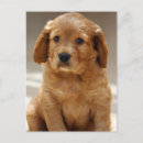 Recherche de marionnette cartes postales Chiots