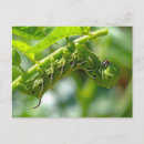 Zoek naar tomato briefkaarten Tuin