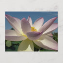 Zoek naar lotusbloem fotografie Roze
