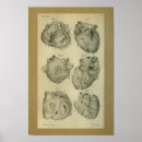 Zoek naar anatomisch hart kunst Anatomie