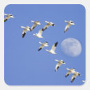 Zoek naar vliegen stickers Blauwe hemel