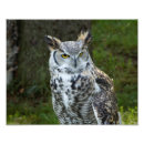 Zoek naar bubo virginianus posters Dier