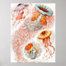 Zoek naar biologie posters Ernst haeckel