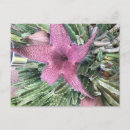 Recherche de cactus cartes postales Succulente
