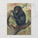 Recherche de chimpanzee postcards cartes postales Animal