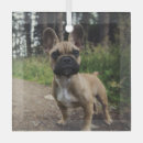 Recherche de bouledogue français ornements Animal de compagnie