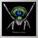 Recherche de araignée art Mignon