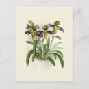 Recherche de paphiopedilum Botanique
