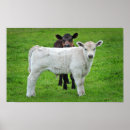 Zoek naar kalveren posters Dier