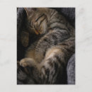 Recherche de chat tigré cartes postales Rayé
