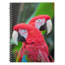 Recherche de perroquet carnets Tropical