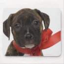 Recherche de chiot pitbull tapis souris Tir de studio