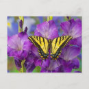 Recherche de imitation cartes postales Papillon