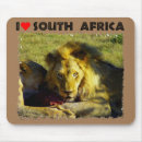 Recherche de lion photographie Nature