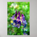 Recherche de luzerne posters Fleur