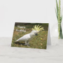 Zoek naar kuif vogel posters Papegaai
