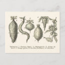 Recherche de betteraves cartes postales Légume