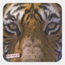 Recherche de yeux de tigre autocollants Nature