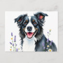 Zoek naar border collie briefkaarten Dier