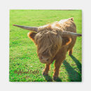 Recherche de bovin magnets Animal