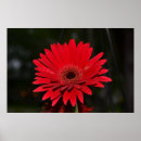 Recherche de gerber art Rouge