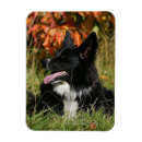 Recherche de panne magnets Collie bordure