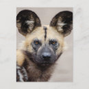 Recherche de chien sauvage cartes postales Carnivore