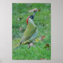 Recherche de pics posters Oiseau