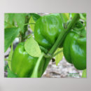 Recherche de poivron vert posters Jardin