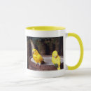 Recherche de perruches tasses Nature
