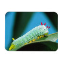 Recherche de insecte fait sur commande magnets Coloré