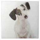 Zoek naar chihuahua tegels Dier