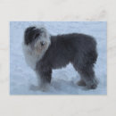 Recherche de chien de neige cartes postales Dog