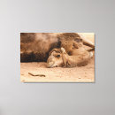 Zoek naar zoogdieren kunst Woestijn