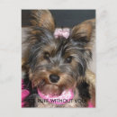 Zoek naar yorkshire terriers briefkaarten Dier