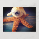 Recherche de bébés phoques cartes postales Pour tous