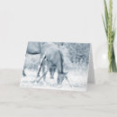 Recherche de colts vœux cartes Mares